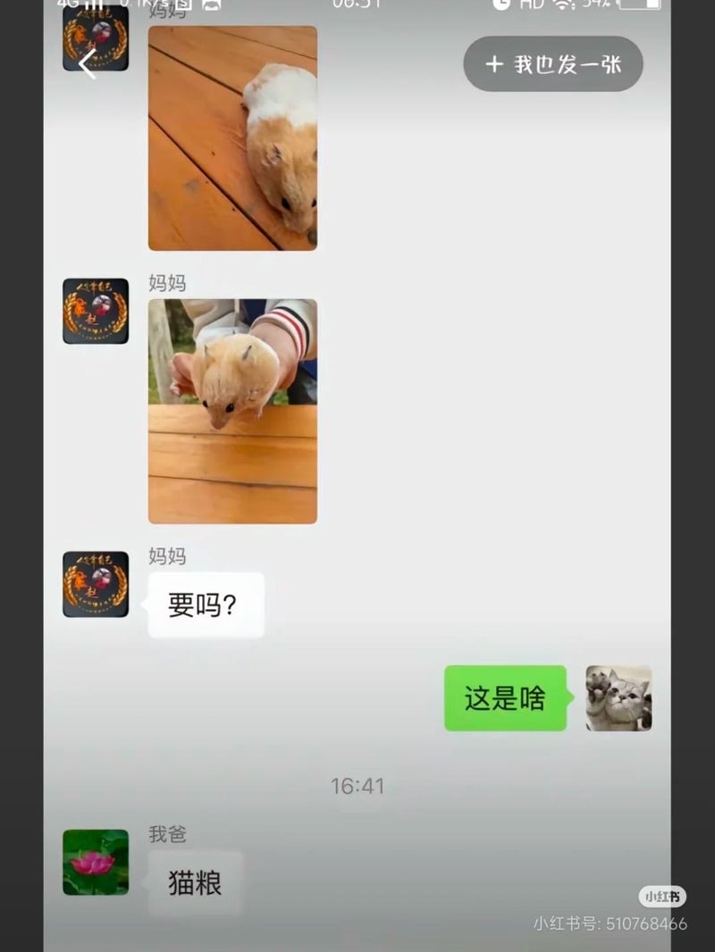 仓鼠