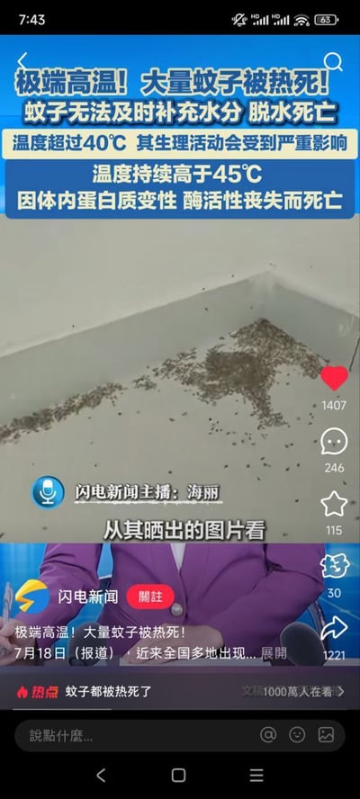 这是一张新闻类短视频的截图，画面上展示了因极端高温而大量蚊子死亡的事件。图片上有醒目的蓝底白字科普文字，说明高温导致蚊子无法及时补充水分，因脱水或蛋白质变性最终死亡。下方是“闪电新闻”女主播的出镜画面以及新闻描述。整图风格较为正式，偏科普议题，适合轻松讨论夏季和气候变化。

未见明显双关、谐音梗，属于事实新闻表达。
