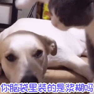 猫咪拍打狗狗脑袋配文'你脑袋里装的是浆糊吗'