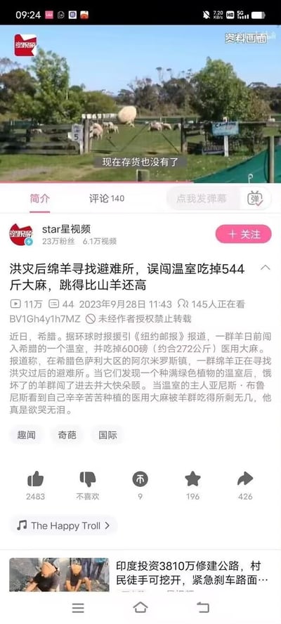 这是哔哩哔哩（B站）用户"star星视频"发布的一则国际趣闻视频的截图，视频内容为：希腊洪灾后，一群绵羊为寻找避难所闯入当地一处温室，吃掉了约272公斤（544斤）的医用大麻，温室主人亚尼斯·布鲁尼斯看到自己辛苦种植的作物被吃殆尽，欲哭无泪。截图上方的资料画面展示了户外的羊群，配文"现在存货也没有了"，页面还显示了视频的互动数据、分类标签以及相关推荐内容，整体风格搞笑有趣，属于奇葩国际趣闻类内容。