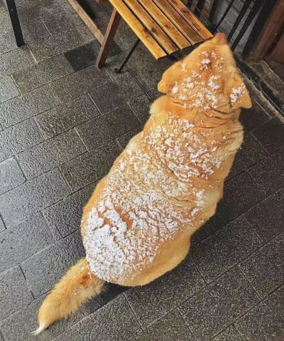 一只金毛犬站在灰色瓷砖地面上，背部和头部沾满了白色粉末（疑似面粉或糖），正仰头望向旁边的木质长椅。狗狗毛发呈金黄色，蓬松柔软，粉末在背上形成不规则的白色斑块，搭配它无辜仰头的姿势，显得格外可爱搞笑。背景中可见部分桌椅和建筑边缘，推测为户外庭院或咖啡馆外区域。
