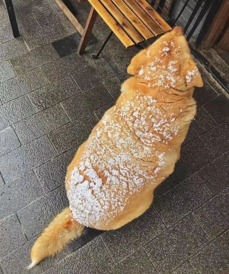 狗