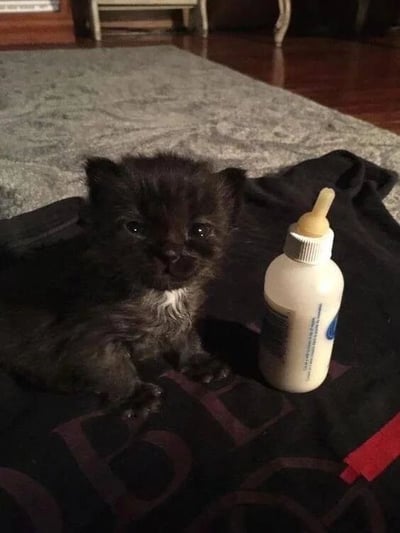 一只毛茸茸的小黑猫，胸口带有一小撮白色毛发，正乖巧地趴在黑色布料上。它的旁边放着一个白色婴儿奶瓶，奶瓶配有黄色奶嘴，整体画面展现出幼猫的纯真与可爱。背景中可见灰色地毯和木质地板，营造出温馨舒适的居家氛围。