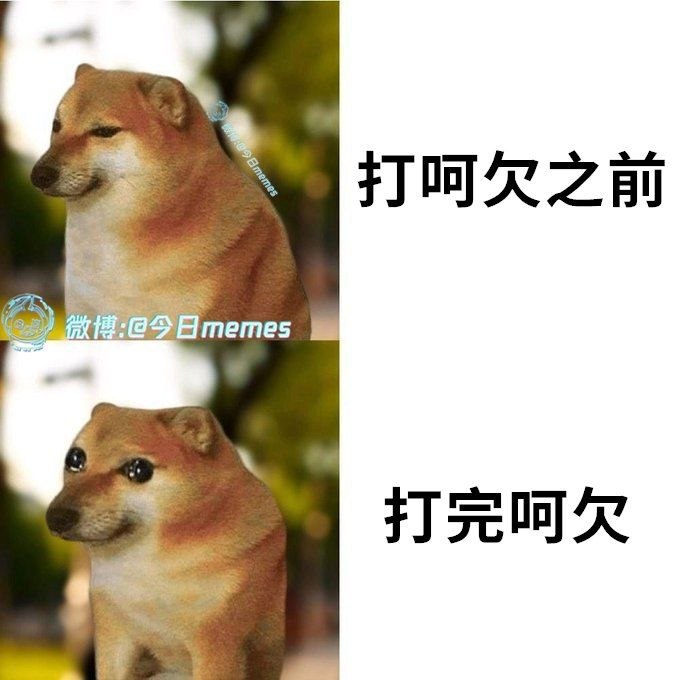 网络流行柴犬梗IP