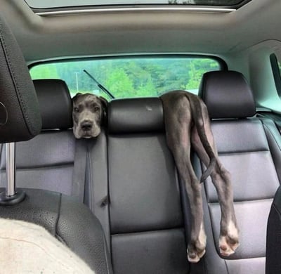 一只灰色大丹犬在汽车内摆出搞笑姿势，它的前半身趴在前排座椅靠背上，头从两个座椅之间探出来，而后半身和尾巴则从后排座椅靠背垂下来，仿佛身体被座椅分成了两部分。车内是黑色皮质座椅，透过后窗可以看到外面绿色的树木，整体画面非常有趣可爱，展现了宠物在车内的滑稽瞬间。