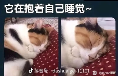这是一张左右对比的静态视觉错位图，左侧画面里，一只三色猫蜷缩在红色带白点的垫子上，由于拍摄角度的原因，前方猫咪的身体恰好挡住了后方猫咪的身体，看起来像是这只猫咪抱着自己的头在睡觉，营造出可爱又有趣的视觉错觉；右侧画面更换了拍摄角度，露出了后方猫咪的头部，揭晓了真相——实际上是两只长相相似的三色猫紧紧依偎在一起睡觉，画面温馨治愈，利用视觉错位的效果制造出了趣味反差感。