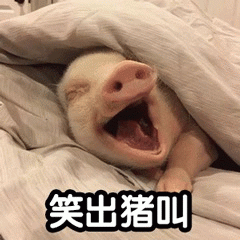 笑出猪叫的小猪表情包
