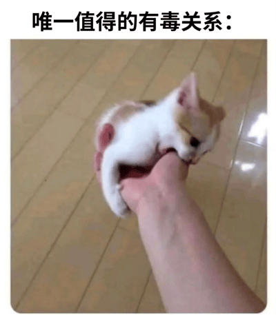 图片上方有文字“唯一值得的有毒关系：”，下方是一只白色和橘色相间的小猫被人用手捧着，小猫正低头轻咬或舔舐人手。整体通过“有毒关系”的反差幽默，表达人与宠物间可爱温馨的互动，将通常负面的“有毒关系”调侃为值得的萌宠互动。