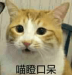 喵瞪口呆的猫咪表情包