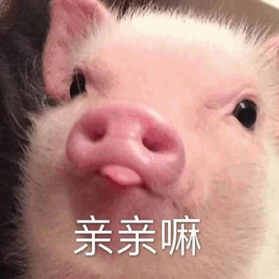 可爱小猪吐舌求亲亲表情包