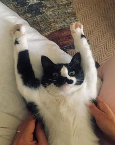 一只黑白相间的猫咪仰卧在柔软的白色表面上，前爪高高举起，肉垫粉嫩可见。猫咪睁大圆溜溜的绿色眼睛，表情呆萌又好奇地向上看。画面下方有两只人类的手轻轻托着猫咪的身体，似乎正在温柔抚摸，营造出亲密治愈的互动场景。背景是带有几何纹路的编织地毯，整体氛围温馨居家。