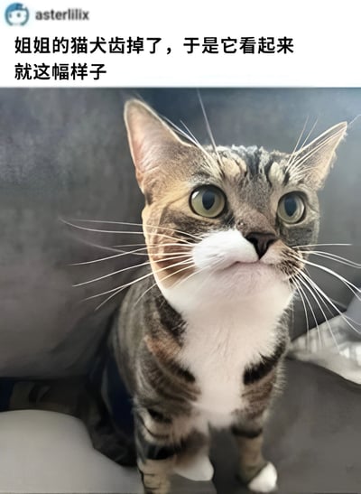 一张展示猫咪因犬齿脱落而表情独特的照片。图中是一只虎斑加白的猫咪，正仰着头，睁着又大又圆的绿色眼睛，嘴巴微张，露出因犬齿缺失而显得有些特别的表情。上方配文说明'姐姐的猫犬齿掉了，于是它看起来就这幅样子'，整体给人一种可爱又有点滑稽的感觉。