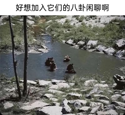 图片上方配有文字“好想加入它们的八卦闲聊啊”，下方是一张自然场景照片：四只棕熊在一条浅溪中聚集，周围环绕着岩石和青草。棕熊们或低头或相对，姿态看似在“交谈”，通过拟人化手法将动物聚集的场景幽默地解读为人类视角中的“八卦闲聊”，表达了想要融入群体交流的轻松羡慕情绪。
