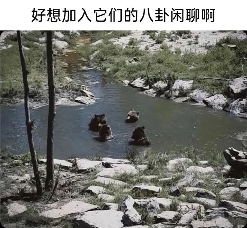 棕熊
