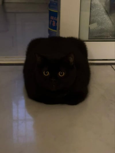这是一张室内实拍的照片，主体是一只纯黑色的猫咪，它蜷缩蹲坐在浅色光滑的瓷砖地面上，整体轮廓呈现出十分规整的近似正方形的奇特形态，猫咪睁着圆溜溜的黄色大眼睛正视镜头，神态呆萌。背景中还能看到蓝色的饮水机水桶、门框以及玻璃的局部。