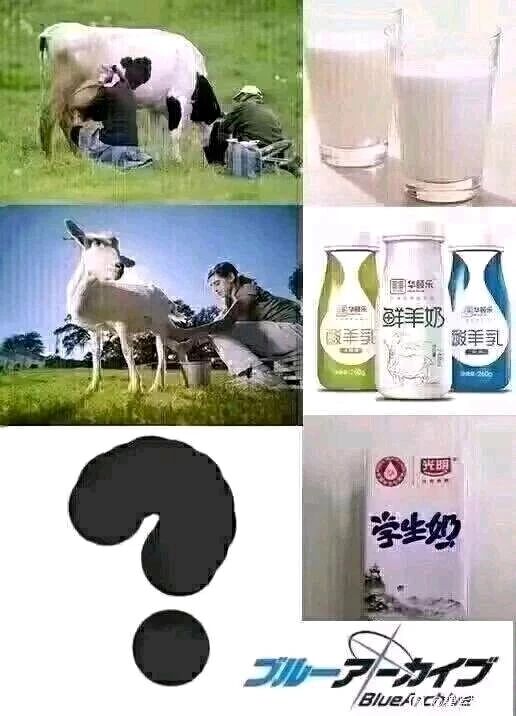 产奶动物