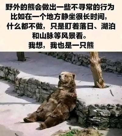 图片上半部分为黑色文字：'野外的熊会做出一些不寻常的行为 比如在一个地方静坐很长时间，什么都不做，只是盯着落日、湖泊和山脉等风景看。我想，我也是一只熊'。下半部分是一张棕熊的照片，棕熊正背靠石墙，四肢舒展地躺着，头部微微抬起，眼神放空，看起来十分悠闲。通过文字与图片的结合，幽默地表达了人们向往像熊一样放空、享受宁静时光的心情。