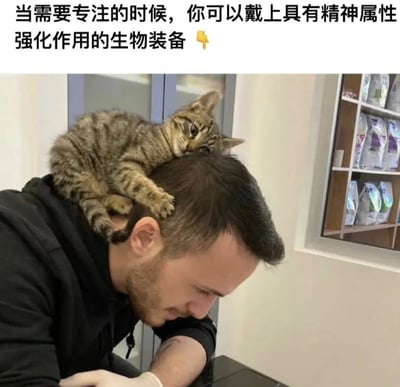 图片中一名男子低头专注于手中的工作，一只虎斑小猫乖巧地趴在他的头顶，前爪轻轻搭在他的额头上，眼神好奇地看向镜头。图片上方配有文字：“当需要专注的时候，你可以戴上具有精神属性强化作用的生物装备”，并附带一个黄色的手指指向下方的猫咪。整体画面幽默风趣，将猫咪比作能增强专注力的“生物装备”，用可爱的宠物形象缓解工作学习的紧张感。