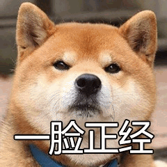 柴犬一脸正经表情包