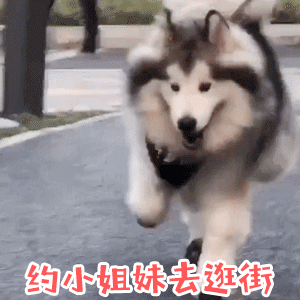 开心哈士奇约小姐妹逛街动态图