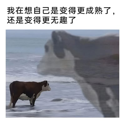 图片上方为黑色文字“我在想自己是变得更成熟了，还是变得更无趣味了”，下方是一张双曝光效果的照片：前景为一头棕白相间的奶牛站立在浅海水中，背景模糊叠加了另一头奶牛的头部轮廓，整体营造出一种关于成长与自我认知的沉思氛围。