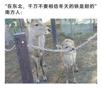 这是一张结合文字与实拍照片的搞笑梗图，上方配文分为两部分，先是东北人的提醒“在东北，千万不要相信冬天的铁是甜的”，然后用“南方人：”引出下方的图片内容。图片里有一只成年鹿和一只小鹿，成年鹿平静地站在木桩旁，小鹿则用嘴咬住铁链，这个画面被用来具象化南方人对东北冬季低温下舌头会粘在铁器上的生活常识充满好奇、非要亲自尝试的状态，通过动物的行为调侃地域间的生活差异，充满趣味性。