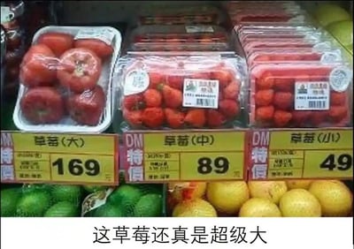 这是一张超市货架的实拍静态图，货架上设置了三个标注为草莓的商品区域，分别对应“草莓（大）”“草莓（中）”“草莓（小）”，价格依次为169、89、49。其中“草莓（大）”的容器内摆放的并非草莓，而是几个个头较大的西红柿，与旁边区域内正常大小的中、小草莓形成强烈反差。图片底部配有文字“这草莓还真是超级大”，通过将西红柿冒充大草莓的荒诞标注，制造出幽默搞笑的效果，属于利用商品标注错位形成的趣味梗图，用来调侃这种离谱的反差场景。