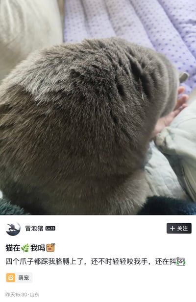 图片展示了一只灰色猫咪的背部特写，猫咪毛茸茸的灰色皮毛清晰可见，正将四只爪子踩在人的胳膊上，不时轻咬人手，身体还微微颤抖。图片下方是社交媒体用户“冒泡猪”（Lv.18）的分享内容，配文“猫在 我吗？四个爪子都踩我胳膊上了，还不时轻轻咬我手，还在抖”，并带有“萌宠”标签，发布时间为昨天15:30，地点显示为山东。背景中可见紫色波点毯子和浅色枕头，整体氛围温馨治愈。