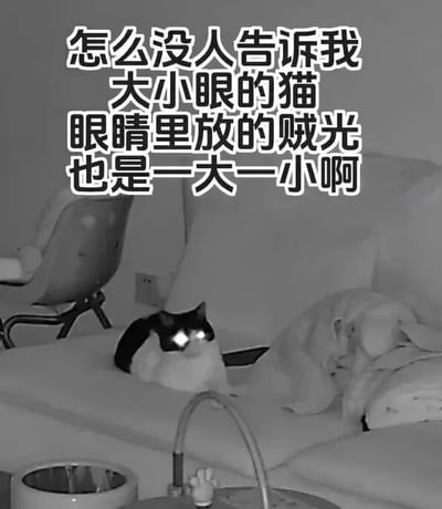 这是一张黑白照片，前景中有一只黑白相间的猫咪坐在柔软的表面（可能是床或沙发）上。猫咪的眼睛一只大一只小，双眼都反射出明亮的光线，呈现出“贼光”的效果，且左右眼的反光大小也不一致。猫咪上方有一行加粗的白色文字，带有黑色边框：“怎么没人告诉我大小眼的猫眼睛里放的贼光也是一大一小啊”。背景中可以看到一把椅子和一些家具，整体呈现出家居室内场景。图片的幽默之处在于通过观察到大小眼猫咪的“贼光”也同样大小不一这一意外细节，让人会心一笑，展现了猫咪可爱又调皮的模样。