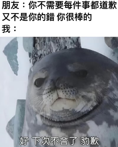 图片上半部分为文字对话：朋友说'你不需要每件事都道歉 又不是你的错 你很棒的'，下方接'我：'。下半部分是一张海豹的特写照片，海豹表情略带尴尬，背景有冰或岩石。图片底部配有文字'好 下次不会了 豹歉'。图中使用了谐音梗，'豹歉'谐音'抱歉'，结合海豹的形象制造幽默效果，表达了即使被安慰仍习惯性道歉的自嘲情绪。