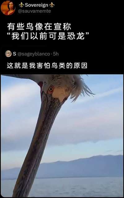 这是一张国外社交平台的截图内容，上方用户Sovereign发布推文调侃“有些鸟像在宣称‘我们以前可是恐龙’”，用户sageyblanco随后回复并表示“这就是我害怕鸟类的原因”，同时附上了一张鲸头鹳的特写照片。照片中的鲸头鹳拥有锐利的红眼睛、粗糙巨大的喙部，头部的毛发和面部纹理让它看起来酷似史前恐龙，神态凶悍充满威慑力，完美呼应了推文里的内容，将鸟类与恐龙的关联具象化，解释了害怕鸟类的原因是它们保留了恐龙的原始凶悍特质。