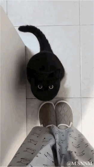 一只黑色猫咪的动态表情GIF，展示了它从不同角度转头、凝视的可爱瞬间。猫咪有着明亮的黄色眼睛，在白色背景前显得格外醒目，表情从专注到好奇，动作流畅自然，充满萌感。