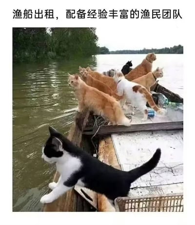 这是一张趣味搞笑梗图，采用顶配底文的图文混排形式，顶部配有宣传式文案“渔船出租，配备经验丰富的渔民团队”，下方实拍图显示一艘行驶在户外开阔水域的渔船上，站了十余只不同花色的猫咪，包括橘猫、奶牛猫、三花、黑猫等，所有猫咪都整齐朝向船头方向眺望水面，神态专注仿佛正在执行捕鱼作业，将猫咪拟人化为“经验丰富的渔民团队”，形成强烈的反差幽默感。