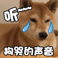 听狗哭的声音！流泪柴犬表情包