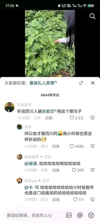这是一张抖音平台的竖屏截图，上方是短视频画面，展示了一名长发人物伸手触碰叶片带刺的藿麻植物；下方是评论区，顶部显示“大家都在搜：藿麻扎人原理”。评论区中用户“孔圣在世”分享了四川地区的民间段子：‘听说四川人骗张献忠用这个擦沟子’，引发了四川等地用户的集体共鸣，用户“莎莎”、“焓仔zzz”等纷纷留言表示自己也听过长辈讲述这个说法，评论区充满欢乐搞笑的氛围，各地用户围绕这个地域民间趣闻展开调侃互动，累计评论数达6844条。