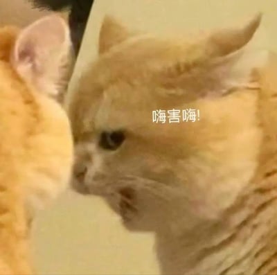图片中两只橘色猫咪近距离面对面，似乎在互动交流。右侧猫咪嘴巴微张，眼神专注地看向左侧猫咪，画面充满生活气息。图片中间偏右位置叠加了白色文字“嗨害嗨!”，这一网络流行语常用于轻松打招呼的场景，为画面增添了趣味性和亲切感。