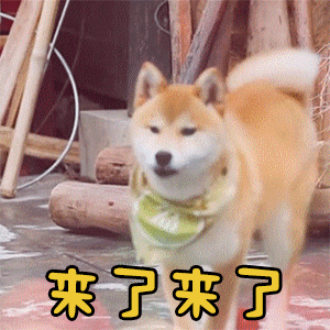 柴犬摇尾巴回应'来了来了'动态表情包