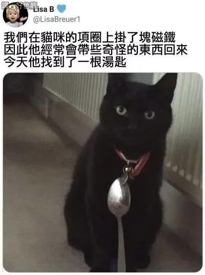 这是一张社交媒体截图，内容是网友Lisa B分享自家猫咪的趣事：因在项圈上挂了磁铁，猫咪经常带回奇怪物品，今天找到了一根汤匙。图片下方是一只黑猫的照片，它戴着项圈，汤匙被磁铁吸在项圈上，猫咪睁着圆溜溜的大眼睛看向镜头，表情呆萌又惊讶，整体充满生活趣味。