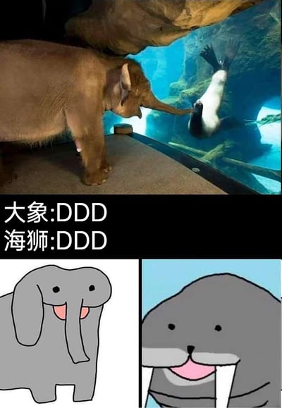 这是一张多图拼接的趣味梗图，整体分为三个区域：上方是真实的动物互动场景，一头大象站在水族馆的玻璃展柜旁，伸出长鼻子贴近玻璃，展柜内的海狮也主动凑近玻璃，呈现出友好互动的姿态；中间区域用黑色背景配白色文字，标注“大象:DDD 海狮:DDD”，用拟声词“DDD”模拟两者互动时的声音，同时埋下视觉梗；下方是两张卡通插画，左侧的卡通大象鼻子下方有两个粉色的类似鼻孔的图案，右侧的卡通海狮嘴部形态与大象的部分形成呼应，完美契合“DDD”的文字梗，将动物间的可爱互动通过二次创作放大，营造出轻松有趣的氛围。