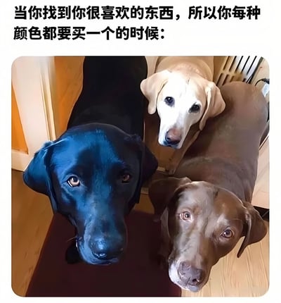 图片上方配有文字“当你找到你很喜欢的东西，所以你每种颜色都要买一个的时候：”，下方是三只不同颜色的狗狗（蓝色、白色、棕色）从下往上抬头注视的画面。通过狗狗的不同毛色幽默类比人们遇到喜爱物品时想要收集所有颜色的购物心理，画面生动有趣，充满生活气息。