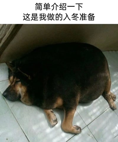 这是一张趣味梗图，图中是一只胖得近乎球形的狗狗，正闭眼蜷缩在瓷砖地面上，神态慵懒地休息。图片顶部配有文字“简单介绍一下 这是我做的入冬准备”，将狗狗囤积的大量脂肪拟人化，用来调侃人类入冬前不自觉“囤膘”、靠增加脂肪来保暖的行为，用夸张的动物形象制造出搞笑反差感，精准贴合了很多人在入冬前食欲变好、体重上升的生活状态，引发共鸣。