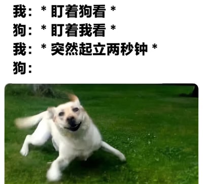 这张梗图展示了一个有趣的人宠互动场景。上方文字描述了互动过程：我盯着狗看，狗也盯着我看，当我突然起立两秒钟后，狗的反应通过下方图片呈现。图片中一只白色拉布拉多犬在绿色草地上兴奋地奔跑跳跃，生动表现了狗狗被突然举动刺激后的反应，充满生活趣味和幽默感。