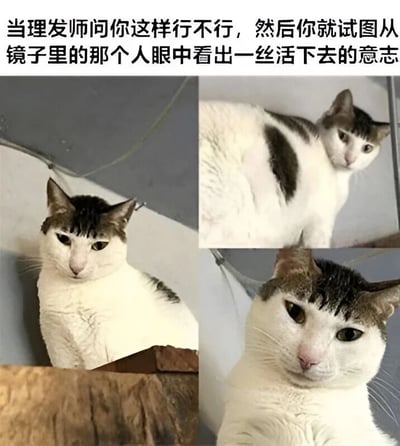 图片上方配有文字：'当理发师问你这样行不行，然后你就试图从镜子里的那个人眼中看出一丝活下去的意志'，下方是三张奶牛猫的照片拼接。猫咪毛色为白黑相间，眼神呆滞，表情透露出无奈与绝望，幽默地模拟了人们理发后对镜自照时的崩溃心情。通过猫咪的表情与文字内容的结合，形成了对理发体验中常见尴尬场景的调侃。