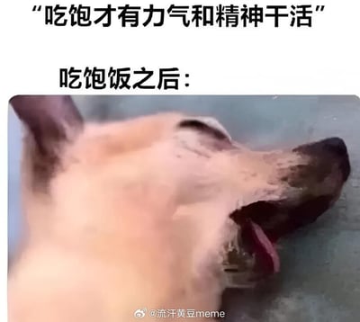 这张梗图用一只狗狗吃饱后瘫在地上的搞笑图片，吐着舌头，无精打采，形象表现出“吃饱才有力气和精神干活”这句话的反讽。上面配有文字："吃饱才有力气和精神干活"，下面图片则用滑稽、夸张的方式展示了现实中多数人（或动物）吃饱饭后的疲惫和想躺平的状态。

图片通过前后反差，幽默地调侃了许多人饭后犯困、提不起精神的真实状态。

无明显谐音梗或暗示。