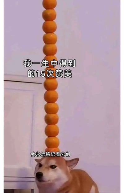 图片中一只柴犬抬头仰望着一长串垂直堆叠的橙子，上方配有文字“我一生中得到的15次赞美”，下方文字为“我永远铭记着它们”。这张图通过将15个橙子比喻为一生中获得的15次赞美，用柴犬认真仰望的表情来幽默地表达人们对赞美和认可的珍视之情，带有自嘲和夸张的喜剧效果。
