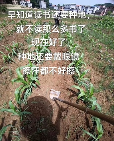 图片展示了一块农田，一位农民正在田间用锄头劳作，田里种着玉米。画面上配有幽默自嘲的中文文案，意思是“即使读了很多书，最后还是要种地，还因为近视得戴眼镜，戴眼镜干活擦汗都不方便”。表现了知识分子返乡务农的无奈、自嘲，也带有身份和生活落差的调侃色彩。

文案带有双关和现实调侃，既表达了对知识无用论的戏谑，又反映了现代社会学历与体力劳动的反差与自省。