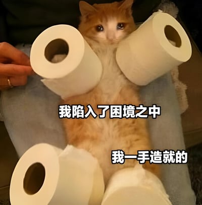 一只橘白相间的猫咪被四个卫生纸卷从前后包围，左侧有一只戴着戒指的人类手正在调整其中一个纸卷。猫咪表情无辜，眼神中带着一丝困惑。图片下方配有两行文字：“我陷入了困境之中”和“我一手造就的”，形成幽默的自嘲效果，暗示猫咪对自己造成的混乱局面感到无奈。