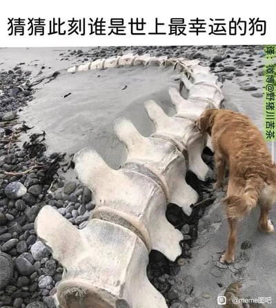 这张图片呈现了沙滩上的趣味场景：一只金毛犬正低头专注地啃咬着一具体型巨大的动物脊椎骨，这具脊椎骨长度可观，骨骼尺寸远超普通动物，推测是大型海洋生物的遗骸。图片顶部配文“猜猜此刻谁是世上最幸运的狗”，对于热爱啃骨头的狗狗而言，眼前这串巨型“骨头”无疑是梦寐以求的惊喜，画面充满反差感与趣味性，让观者直观感受到这只狗狗此刻的幸运与满足。