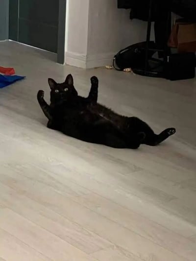 一只纯黑色的猫仰躺在浅色木地板上，四肢朝天，眼睛直视镜头，表情看起来有些呆萌可爱。背景中可以看到部分家具和家居环境，整体氛围轻松有趣。
