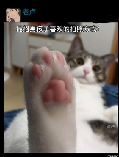 这是一张趣味玩梗的宠物图，一只白灰相间的猫咪抬起粉粉的肉垫凑到镜头前，利用近大远小的透视效果让猫爪成为视觉焦点，上方配文“最招男孩子喜欢的拍照方式”，用软萌的猫爪调侃男生普遍偏好可爱软萌事物的特点，整体风格搞笑治愈，充满反差趣味。